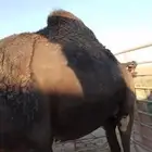 ناقه ثنو ديد رقم واحد للبيع مصعد اليوم الموقع الصداوي