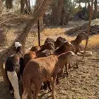 سواكن طيبه