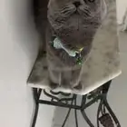 سكوتش فولد للتبني (تطلب تزاوج)