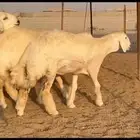 سلام عليكم ورحمة الله وبركاته