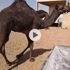 قعدان لباني
