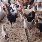 دجاج فرنسي مع بلدي