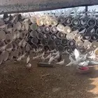 حمام فرنسي