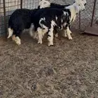 طليان جذعان