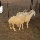 رخال