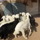 بهم حري