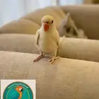 محمية الطيور المغردة