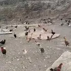 دجاج بلدي