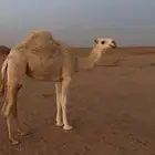 بكره مفروده