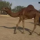 للبيع قعود احمر دم مشروووع فحل أمهاته امهات الحليب