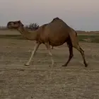 للبيع لقحه حمرا ساحليه