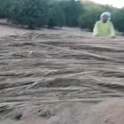 جريد نخل. ع الطلب حمل ديانه. تبوك.