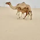للبيع عشرا طيبه