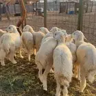 بهم حري مراح واحد