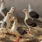 حمام زاجل مكتف