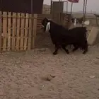 تيس رباع للبيع