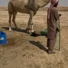 للبيع البعير الكفو
