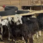 غنم نجد دفيع قريب للبيع عدد 4