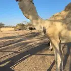 للبيع بعير اوضح