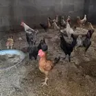 صيصان دجاج بعمر 3شهور وشوي