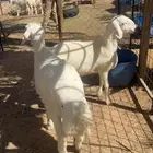 حري طيب مغلق وتربيه في المزرعه