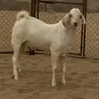 مشروع فحل ابرص فاخر