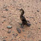 طائر اللوهة او الغاق الاسود