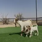 عنز مشروكه معها 3