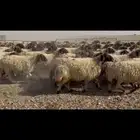 غنم نعيم دفيع شرط