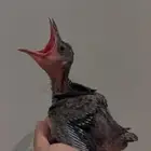 فروخ غراب