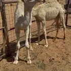 قعدان للبيع على حليب