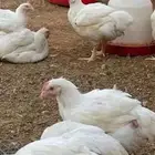 سردة دجاج لاحم للبيع