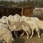 15 ضان حريات صنف مراح واحد بالفحل كفوو ع 800 يابلاش