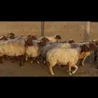 غنم نعيم دفيع