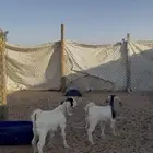 تيوس وجفار للبيع مع الصلخ والتوصيل