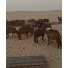 غنم سواكن سعر خاص للجملة ( تربية 3 شهور )