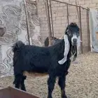 تيس عارضي