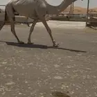 بكره لقيه