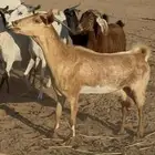 25 معزا مراح واحد كفو دفيععع ع 780 لراس