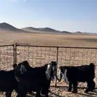 جفرات عوارض صنف