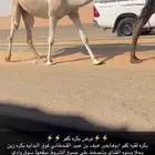 بكره كفو