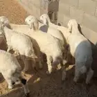 15 هرفي لباني جاي من البر ومحصن