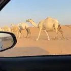 عشرا تحتها بكره شقحا
