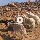 ضان حرية كبار