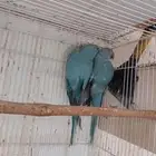 جوز دره ازرق جاهز