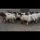جذعات نعيم مقاني