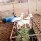 بهم حري مشروك