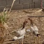 شامو ياباني