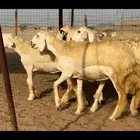 سلام عليكم ورحمة الله وبركاته