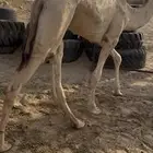 بكره فل الفل شحم
